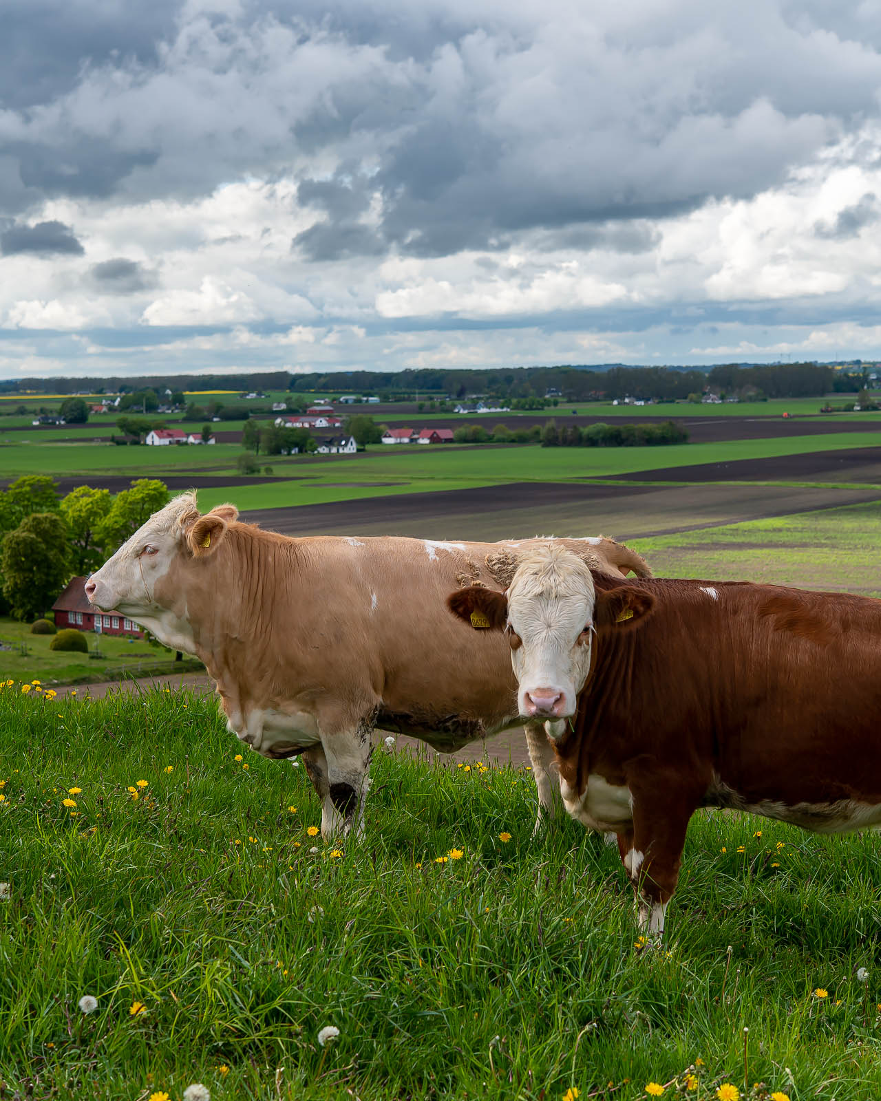 Kreatur med Lejongården och Vallebergaslätt i bakgrunden.