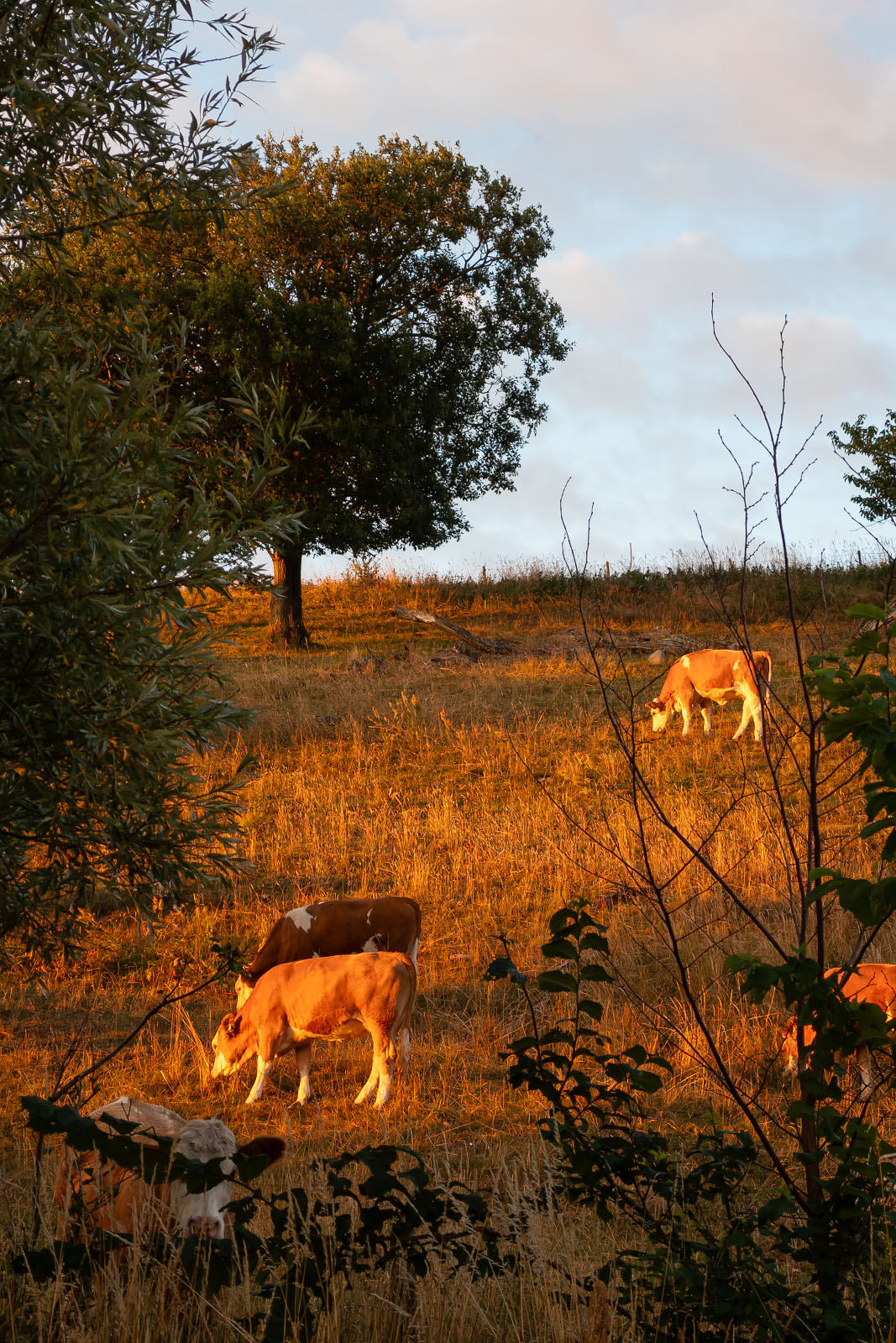 Betande kvigor på backen bakom Lejongården.