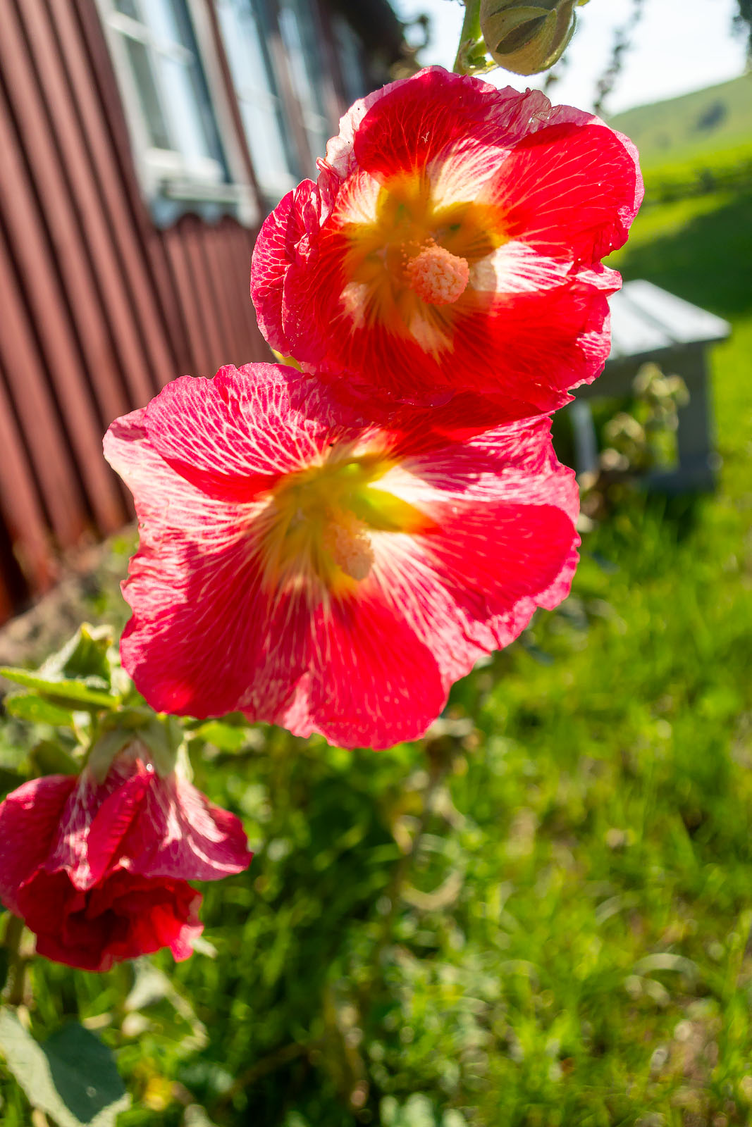 blommor i trädgården på Lejongården