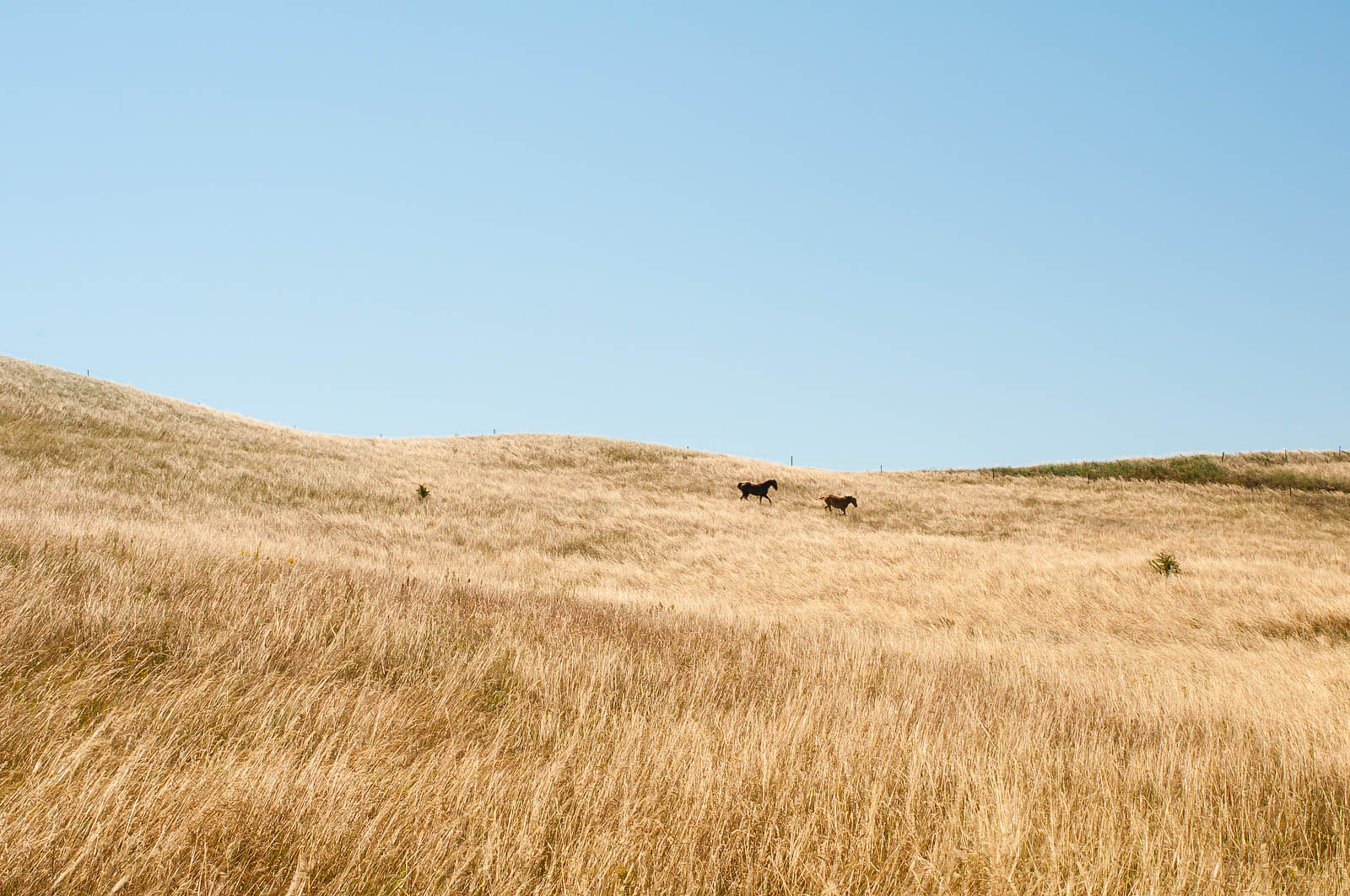 Hästar på Kåsebergaåsen.
