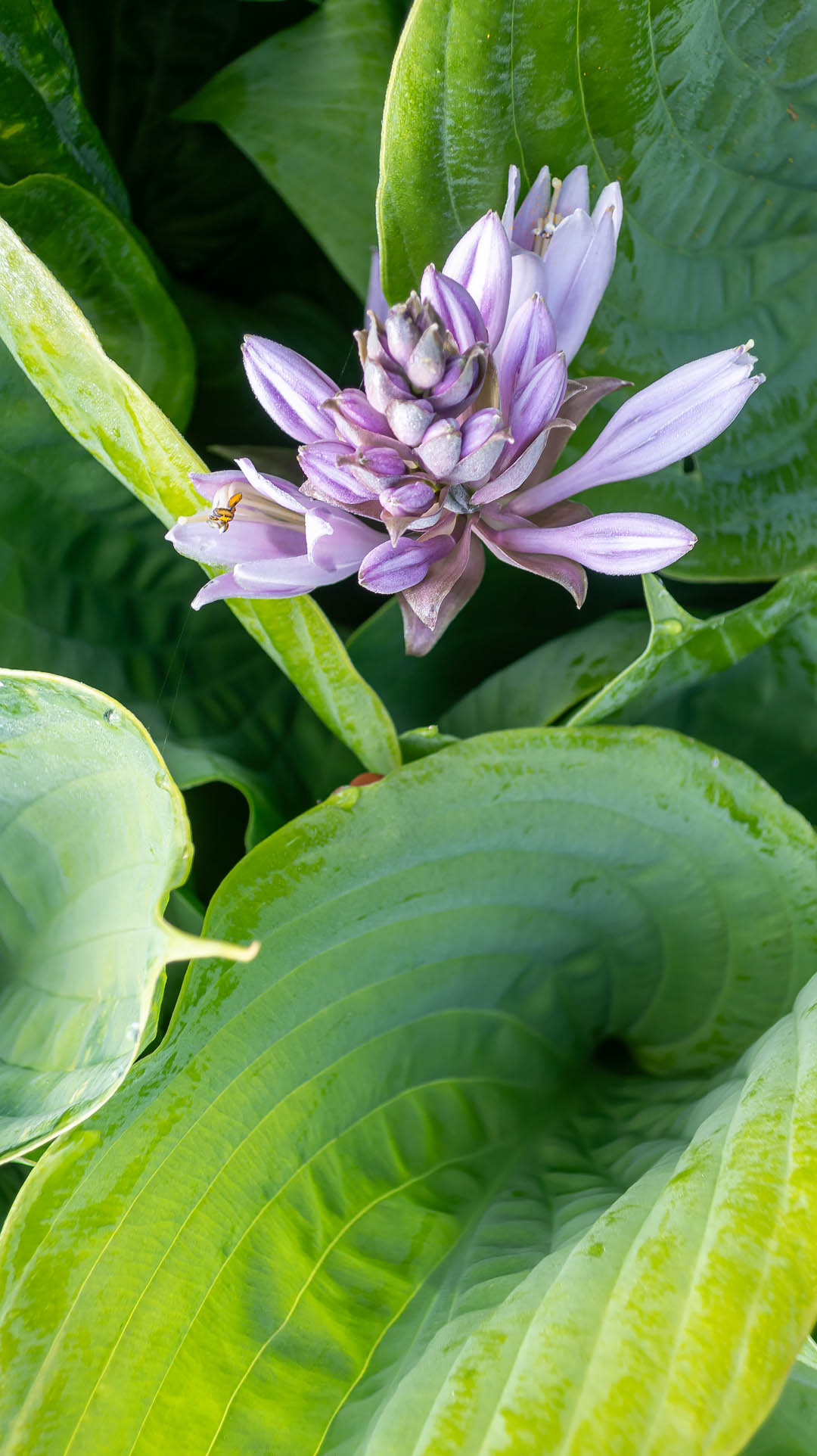 Hosta i rabatten.