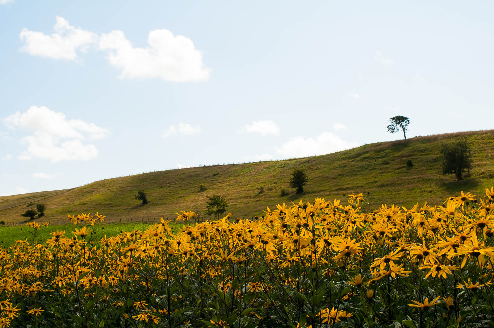 Jordärtskockor på Kåsebergaåsen.