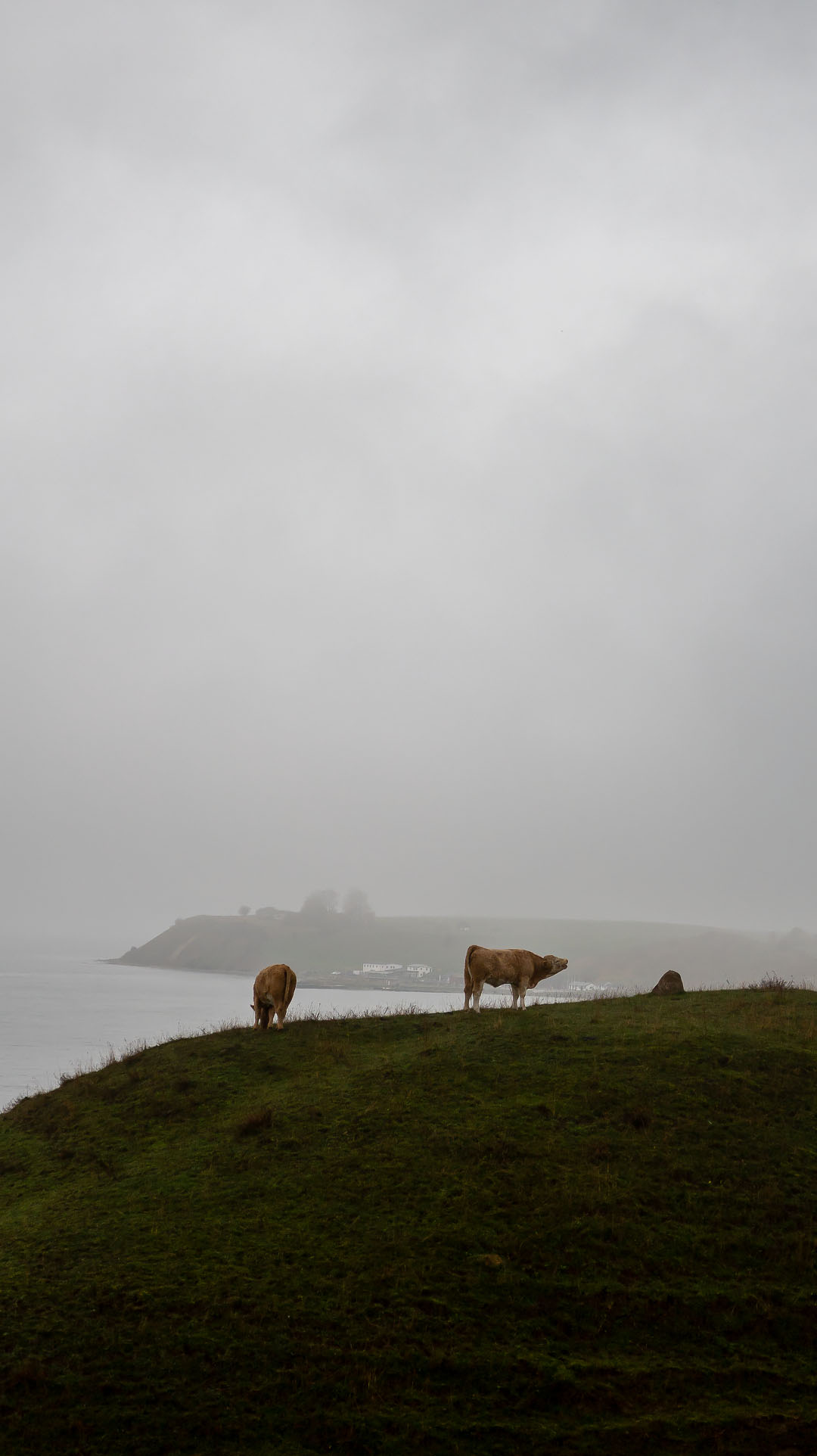 Kreatur på Kåsebergaåsen.