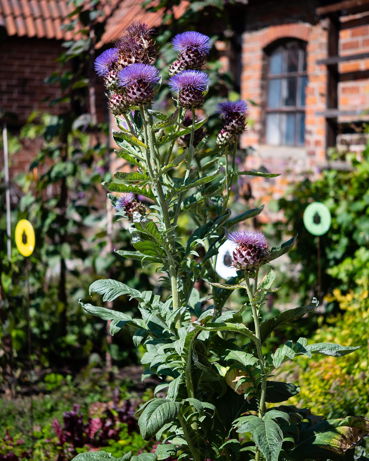 Kryddträdgården på Lejongården.