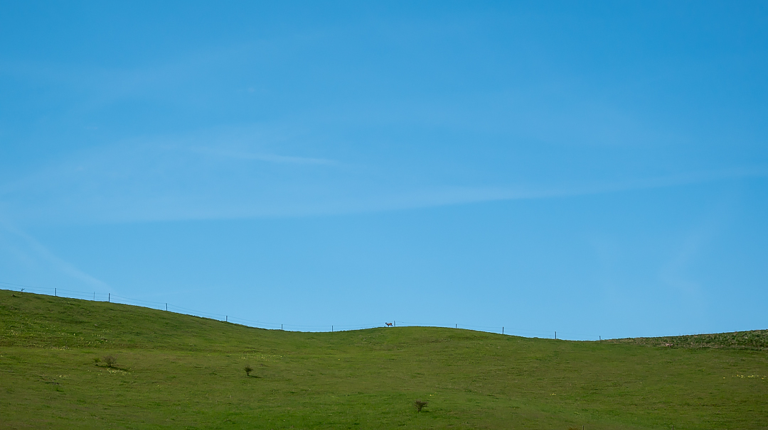 Rådjur på Kåsebergaåsen.
