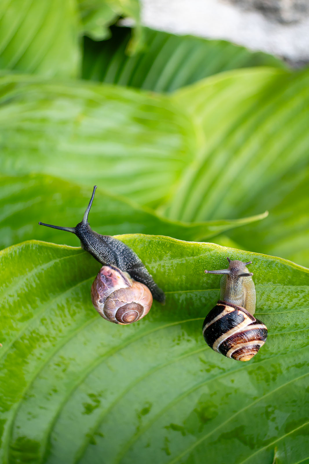 Sniglar på blombladen.