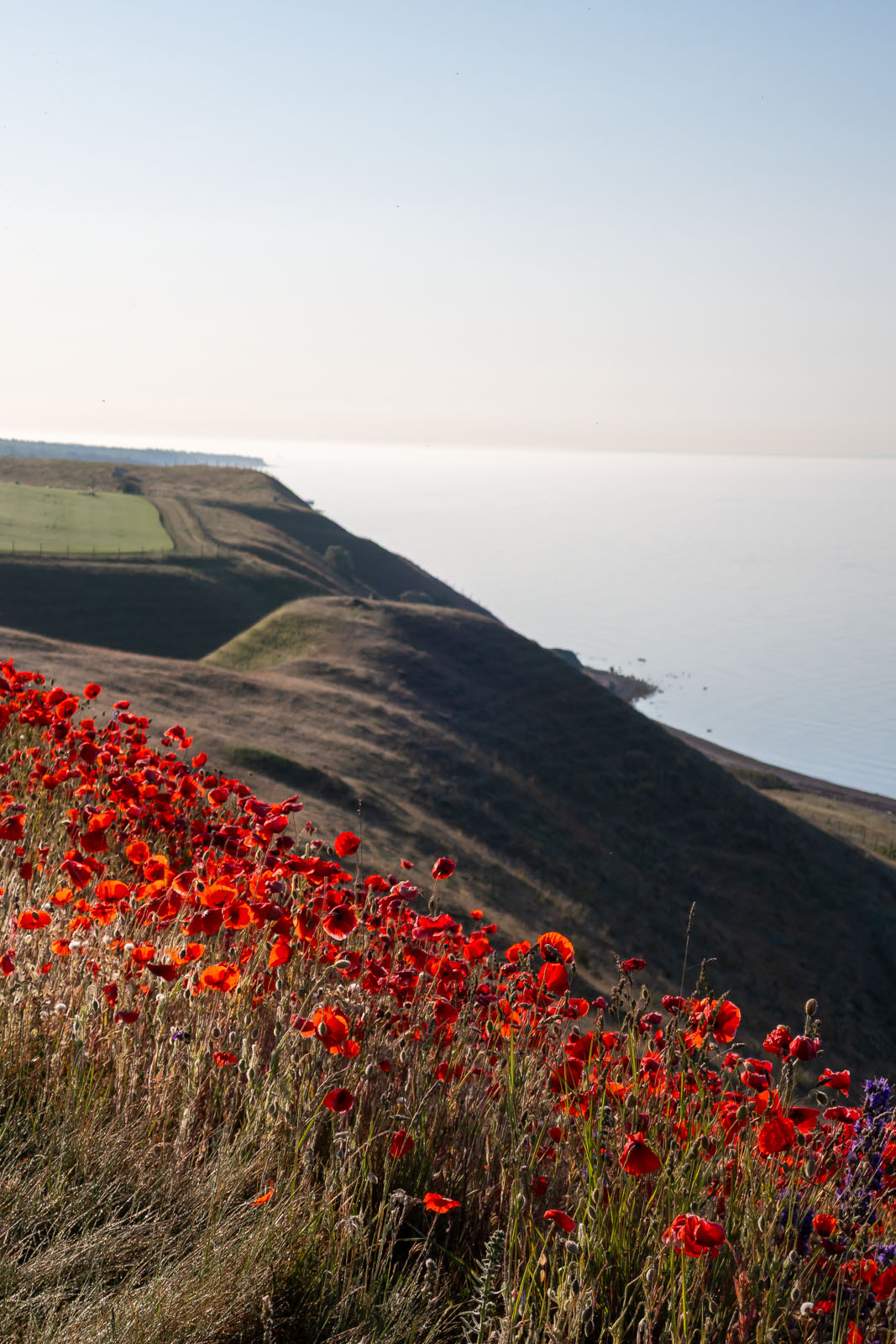 Vallmo på randen till Kåsebergaåsen.