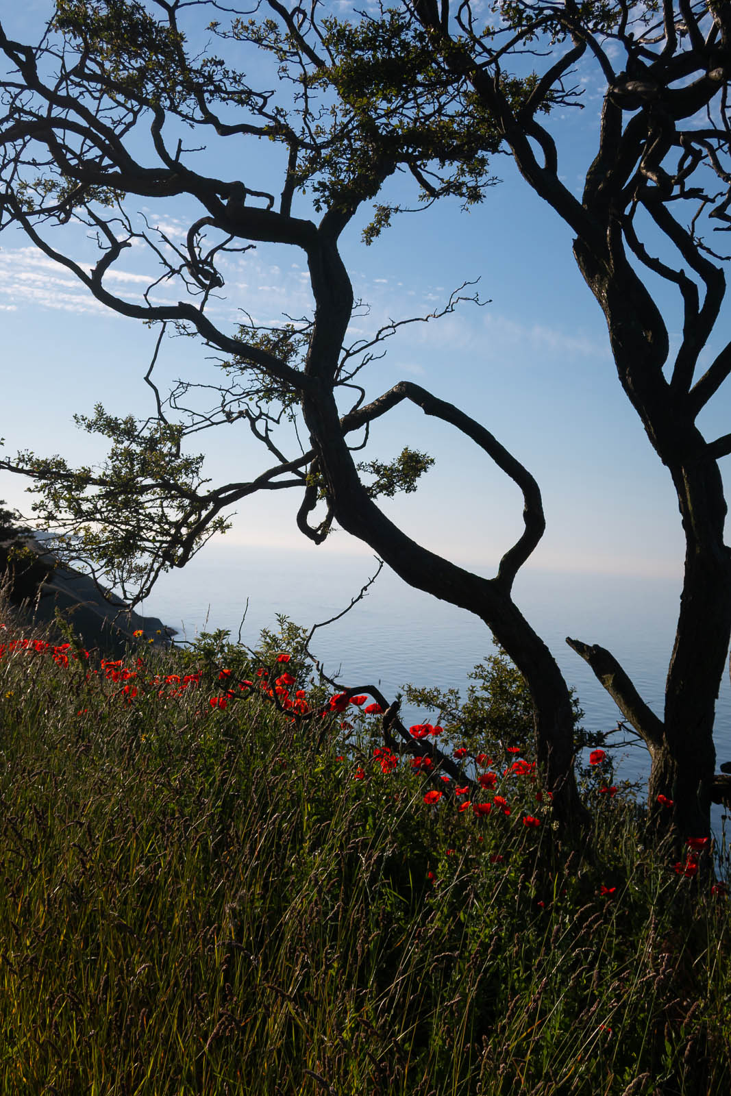 Vallmo och träd på randen av åsen mot haver.