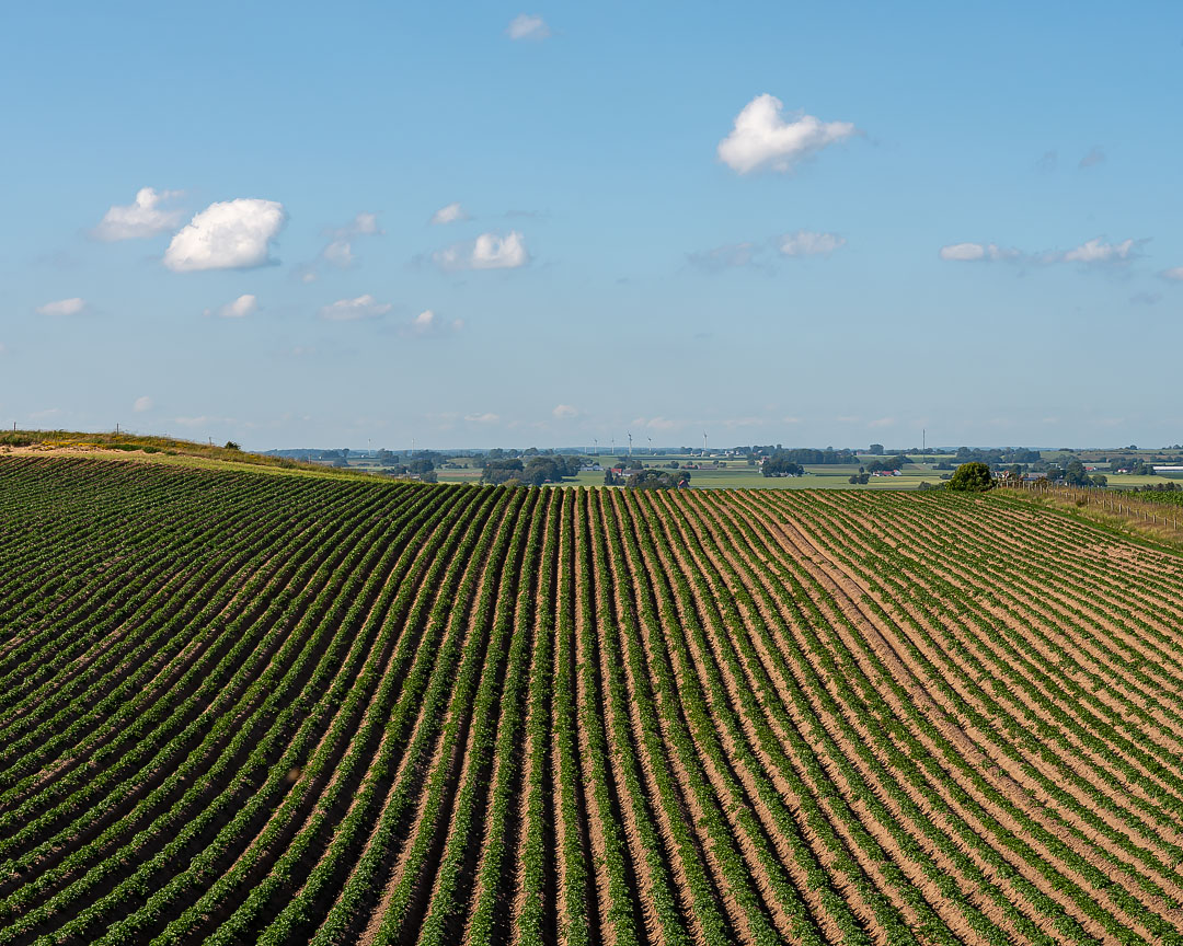 Vy från Kåsebergaåsen.