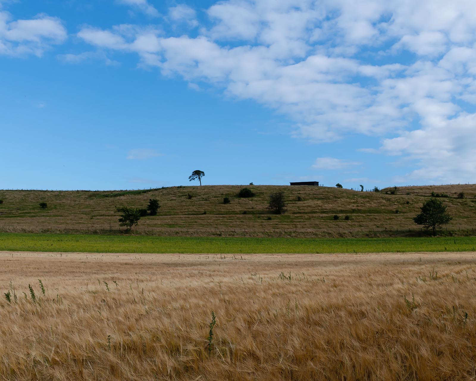 Vy från Lejongården.